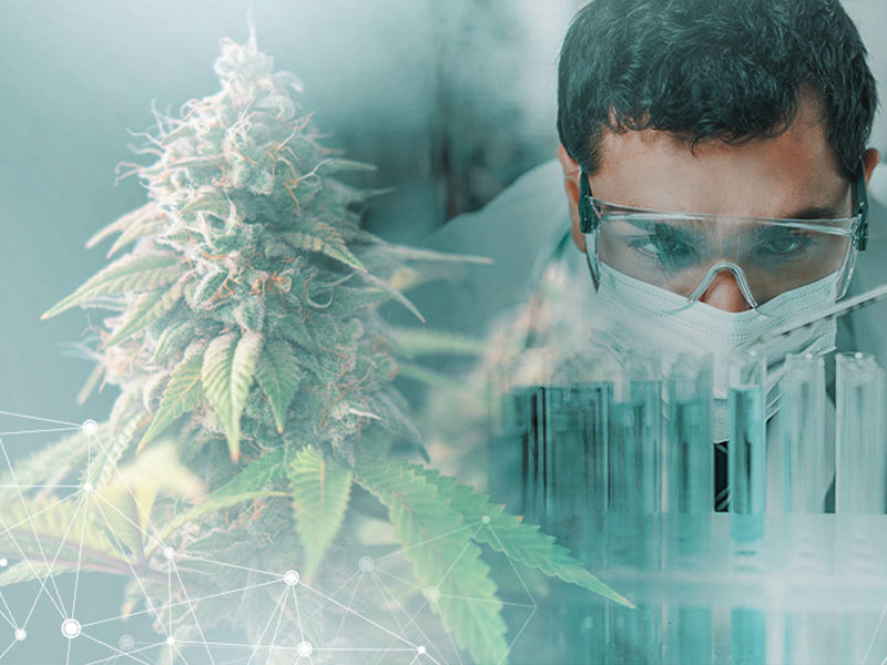 Klinikai vitzsgálatok a kannabiszzal kapcsolatban