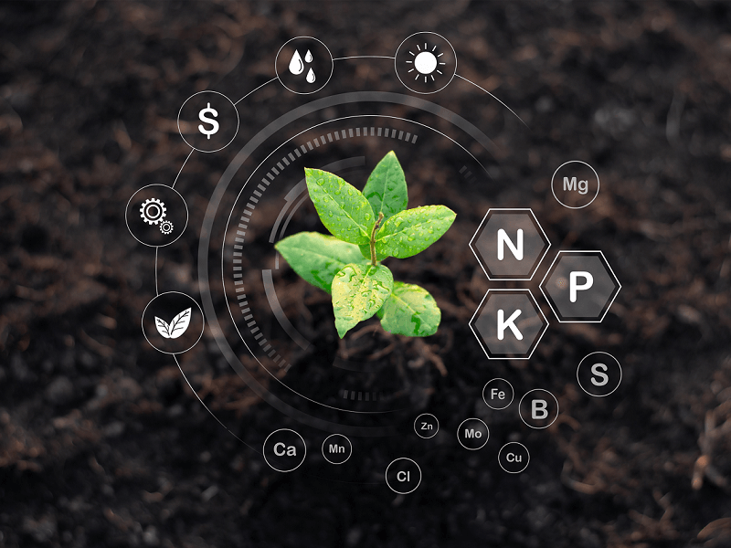 Marry Jane ültetvény