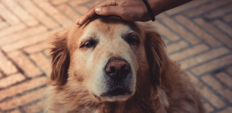Idősebb kutya ápolása – Hogyan segíthet a CBD?