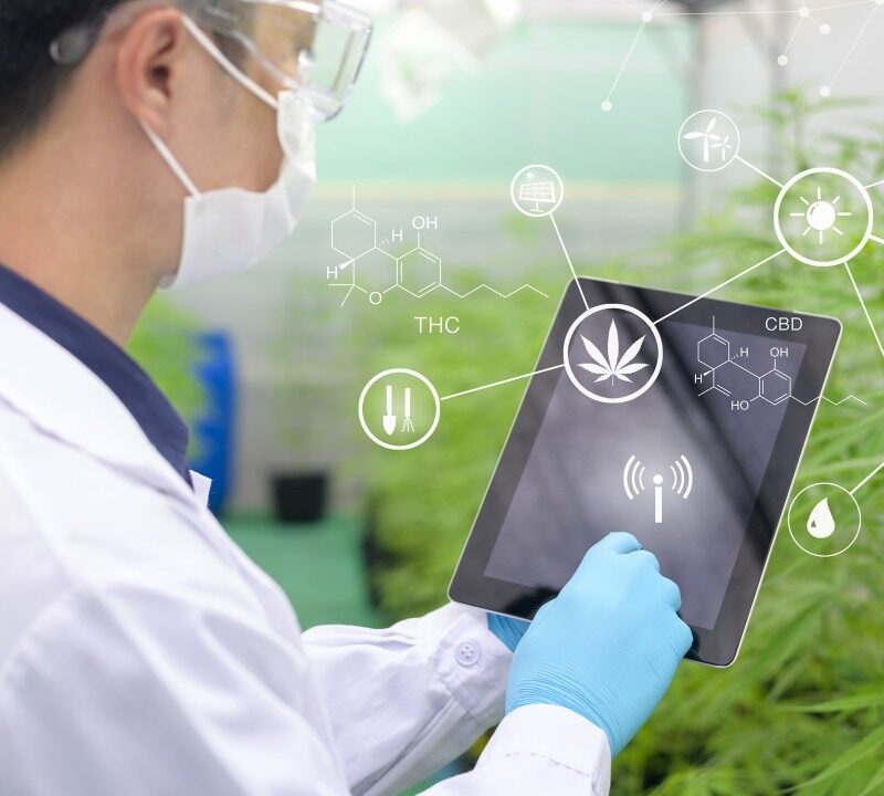 szlovén orvosi kannabisz